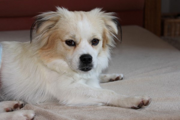 Tierschutzverein Santorini e.V. Hundevermittlung, Vermittlung unserer