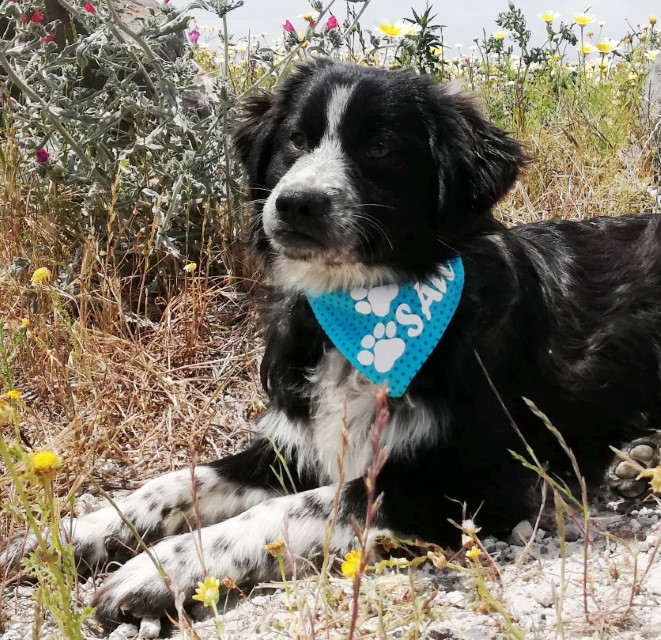 Tierschutzverein Santorini e.V. Hundevermittlung, Vermittlung unserer