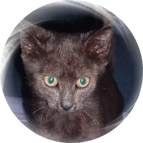 Katze - Katzenvermittlung des Tierschutzverein Santorini e.V.