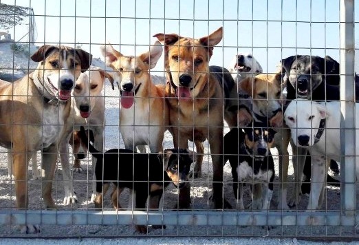 Tierschutzverein Santorini e.V. - aktiver Tierschutz sowie Vermittlung von Hunden und Katzen aus Griechenland (Santorin, Zakynthos, Kreta) Mallorca